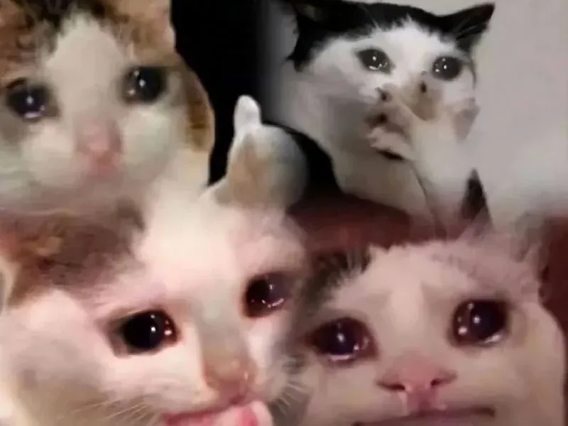 100+ ảnh meme mèo hài hước và độc đáo · ảnh 1