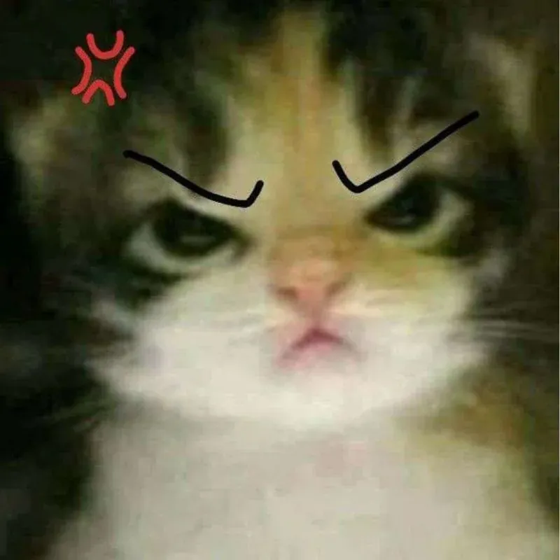100+ ảnh meme mèo hài hước và độc đáo · ảnh 2