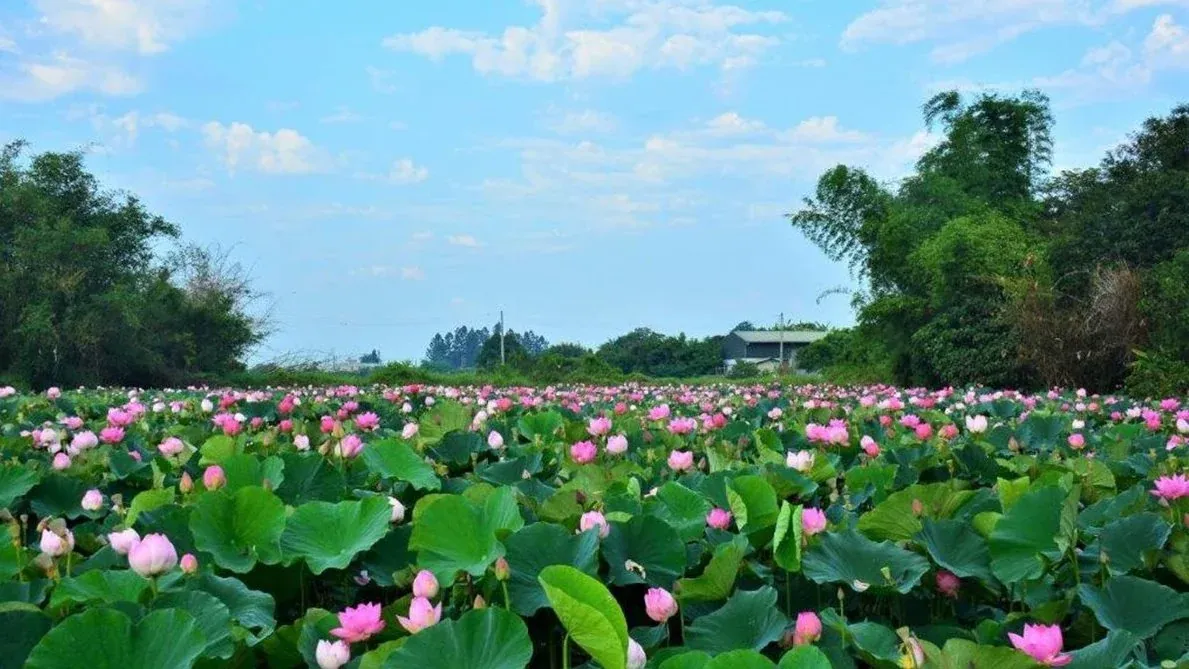100+ hình ảnh hoa sen đẹp nhất, tuyệt mỹ cho mọi nhu cầu · ảnh 1