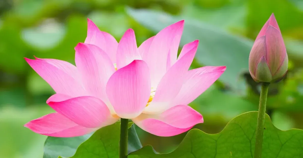 100+ hình ảnh hoa sen đẹp nhất, tuyệt mỹ cho mọi nhu cầu