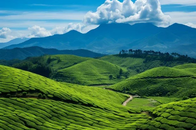 50+ ảnh tranh vẽ bảo vệ môi trường tươi xanh