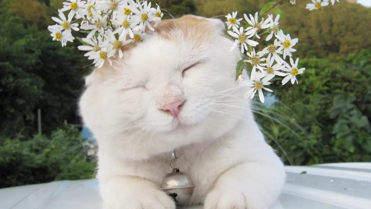 99+ hình nền máy tính đẹp cute cực chill · ảnh 2