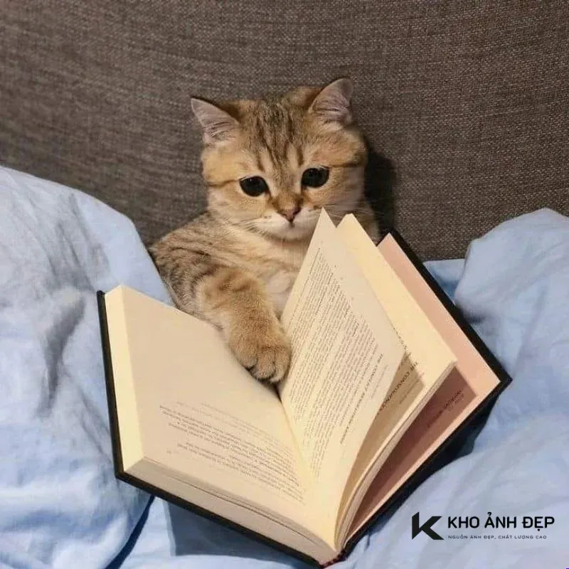 Khám phá Meme ghi chép — thư viện ảnh HD tuyển chọn · ảnh 2